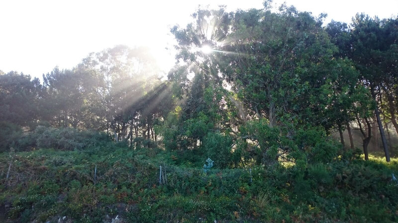Aurinko kajastaa puiden oksien läpi