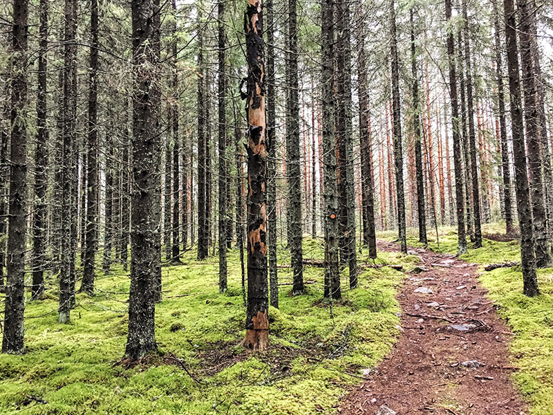 Puiden ympäröimä metsäpolku