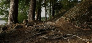 Metsäpolku kuvattuna maan tasolta. Polku on juurakkoinen, vasemmalla puolella näkyy mäntyjä ja oikealla kallio.