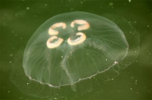 meduusa