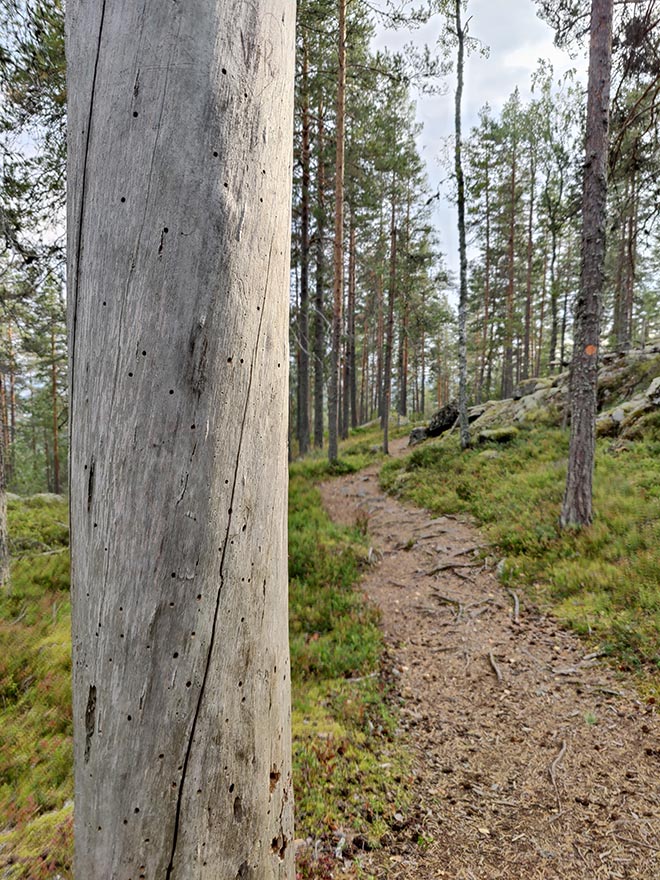 Metsäpolku, etualalla kelo.