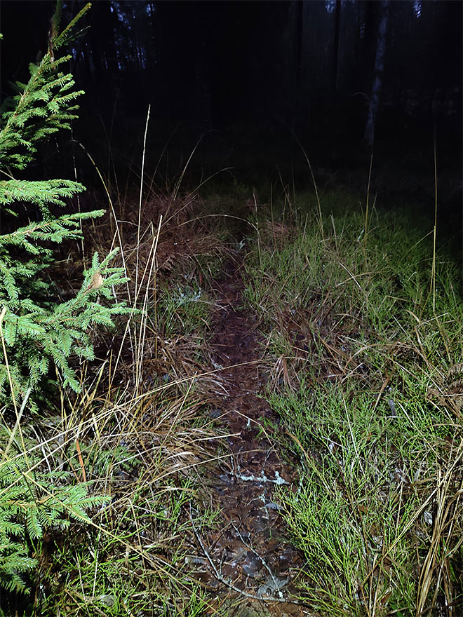 Otsalampun valokeila valaisee täysin pimeän metsän. Kapea polku näkyy, mutta ei juuri muuta.