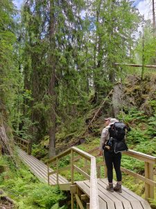 Aikuinen kantaa lasta lastenkantorinkassa pitkospuilla kallioisen kuusimetsän halki.